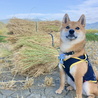 田んぼー