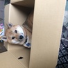 だんぼーる