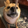 引っ張るボー