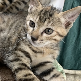 姉妹の子猫里親さん募集中