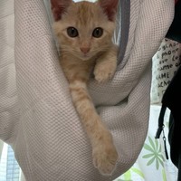 とても人懐っこい子猫です