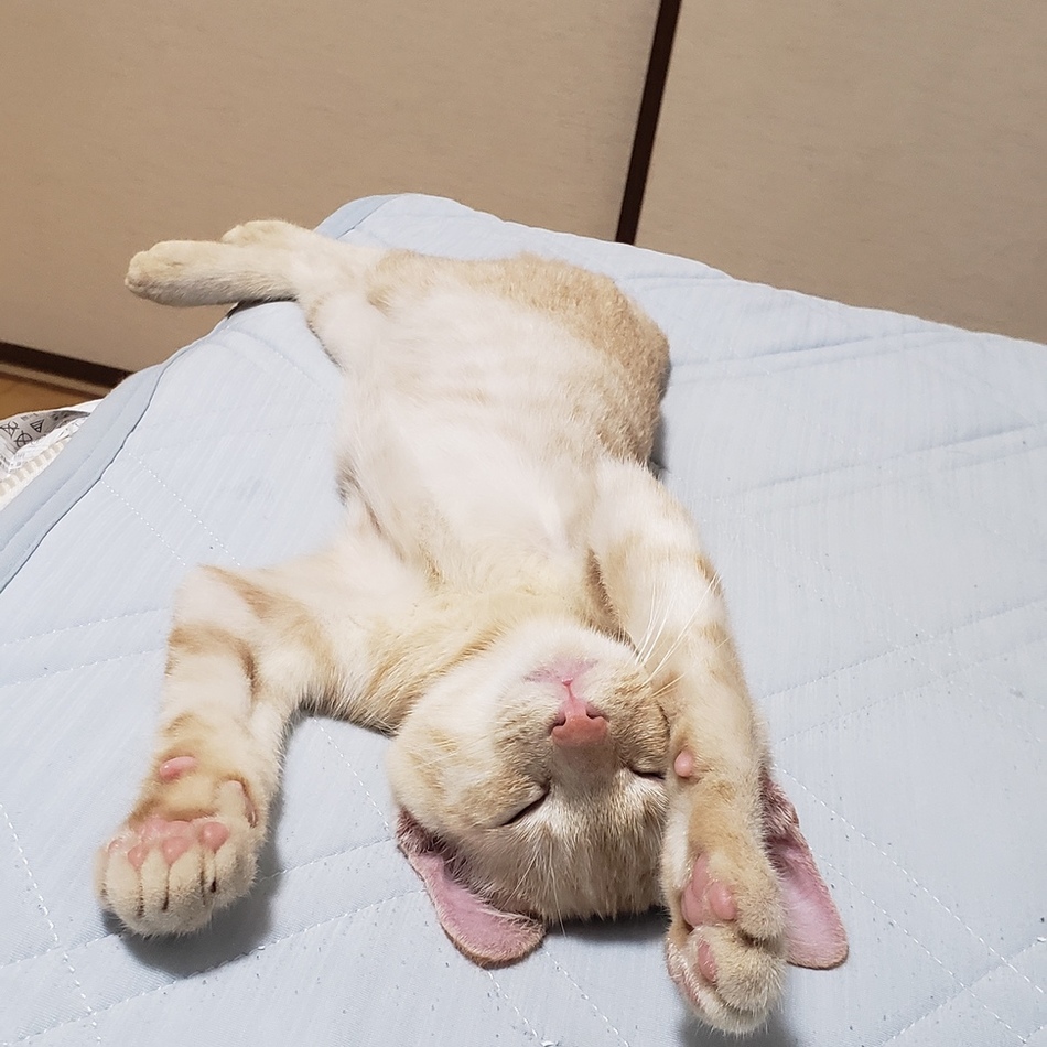 とても人懐っこい子猫ですのカバー写真