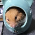 ゴールデンハムスター雄 里親募集