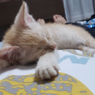 とても人懐っこいイケメンくんです！