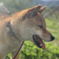 ピノ