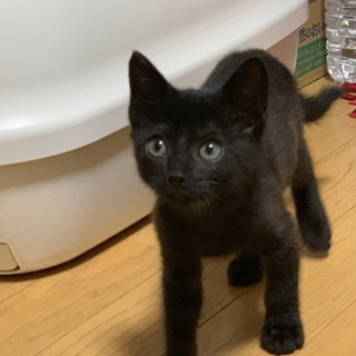  トライアル予定  黒子猫ちゃん   募集停止