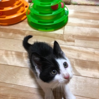 ありがとうございます