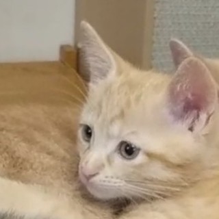 8月２２日産まれの茶とらの男の子パパママ募集