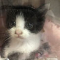 可愛すぎる子猫ちゃん