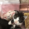 可愛すぎる子猫ちゃん サムネイル2