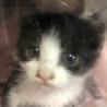 可愛すぎる子猫ちゃん サムネイル3
