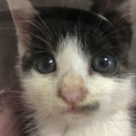 可愛すぎる子猫