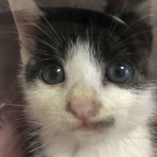 可愛すぎる子猫