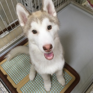 シベリアンハスキーの仔犬です