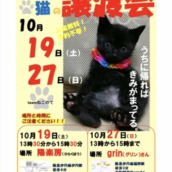 猫の譲渡会