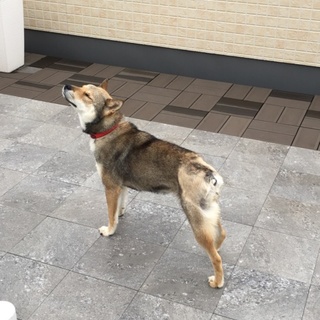 保健所よりレスキュー  尻尾を無くした優しい女の子