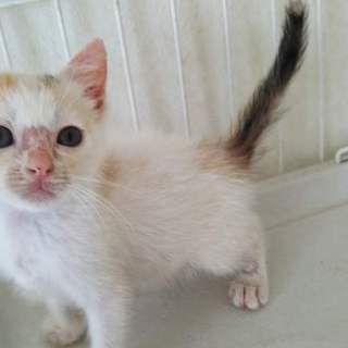 白三毛の仔猫みなちゃん