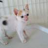 白三毛の仔猫みなちゃん サムネイル2