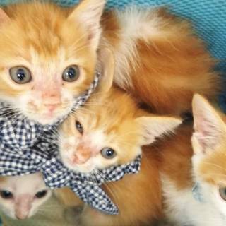 可愛い茶トラ4兄妹♪