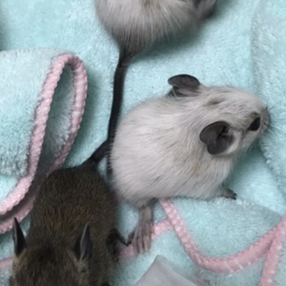 8/26生 デグー♂