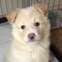 MIX子犬の男の子 おいもくん