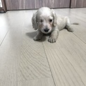 沢山のご応募有難うございました♡ダックスの男の子