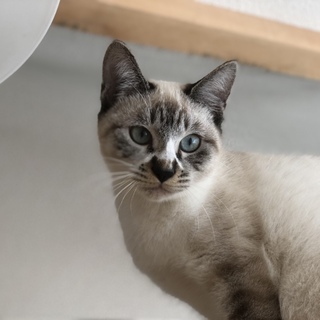 人馴れ修行中・シャム猫風1歳の女の子☆ジャム
