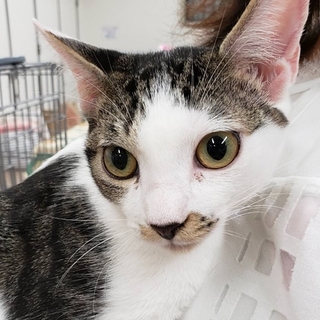 ハート模様のあるトビキジ白の男の子