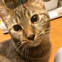 人が好きな茶トラ（アメショー柄）の女の子