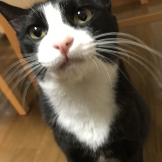 【決定！】甘えん坊タキシード山田くん