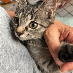 おうちねこの会「子猫・成猫譲渡会」