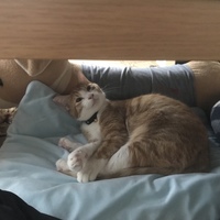 ホク