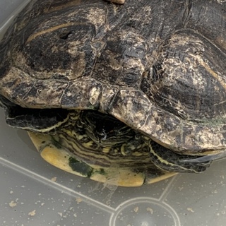 ミドリガメの里親さんを募集します。