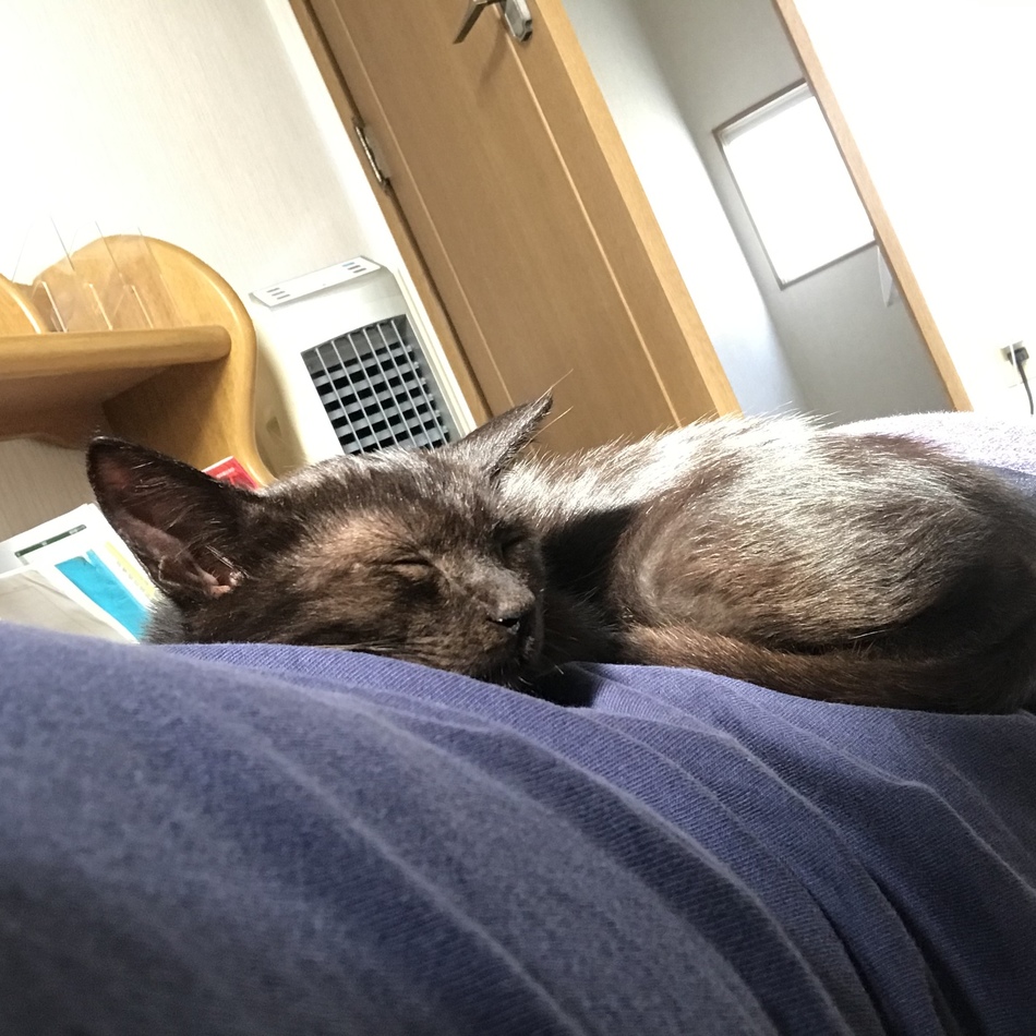 ジジのカバー写真