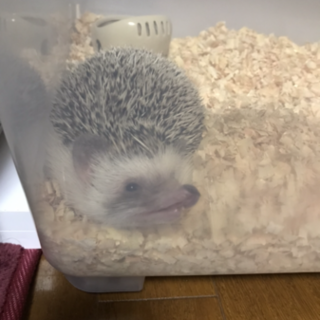 ハリネズミ  男のこ