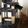 仲良く見えますが、先住猫は遊び相手だと思っている。ジジは大男を相手にしているという温度差を感じます。