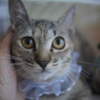 ＊10/19キャットソシオン譲渡会＊麦わらルー