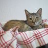 ＊10/19キャットソシオン譲渡会＊麦わらルー サムネイル7