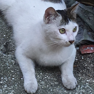 家族として お家ニャンコにして下さい。動画あり