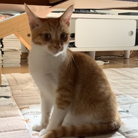 マロン