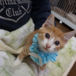 奄美の４兄妹キリシマくん、ベタ慣れ・医療済