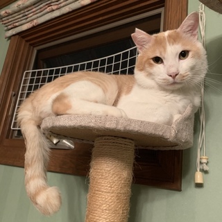 優しい癒しの茶白くん♡