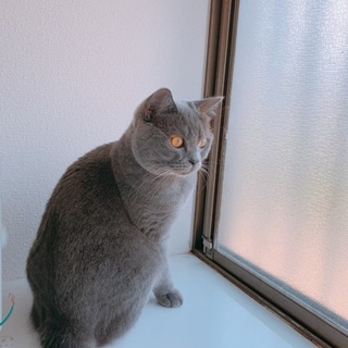 多頭飼いしてない方のみ