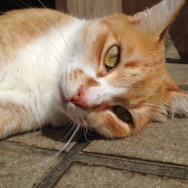 Community Cat Care(ねこと人と地域のいのちをつなぐ会)のカバー写真