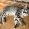 茶トラの仔猫　メス