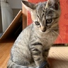 茶トラの仔猫　メス サムネイル2