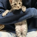 グレーの仔猫