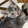 グレーの仔猫 サムネイル2