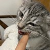 グレーの仔猫 サムネイル3