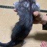 グレーの仔猫 サムネイル4